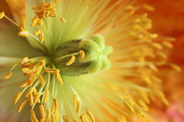 Close-up van papaver — Stockfoto