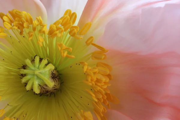 Close-up van papaver — Stockfoto