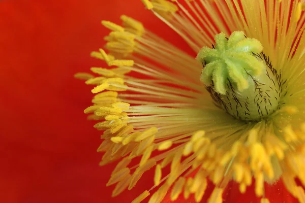 Closeup of poppies — Stock Photo, Image