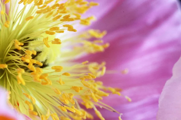 Closeup of poppies — Stock Photo, Image