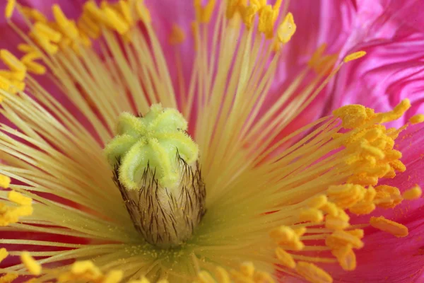 Closeup of poppies — Stock Photo, Image