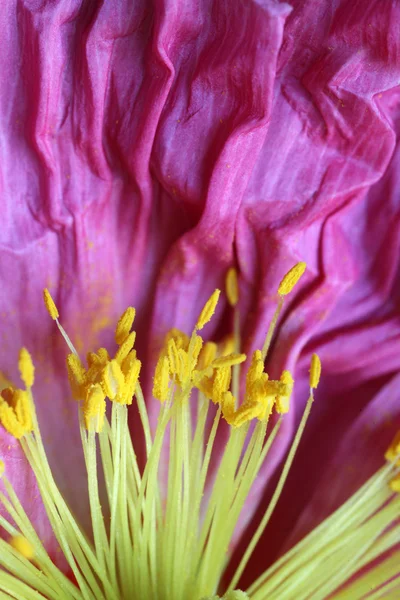 Closeup of poppies — Stock Photo, Image