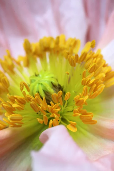 Closeup of poppies — Stock Photo, Image