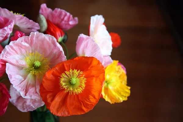 Nahaufnahme von Mohn — Stockfoto