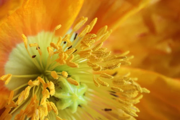 Close-up van papaver — Stockfoto