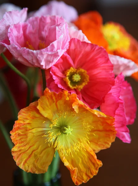 Haşhaş closeup — Stok fotoğraf