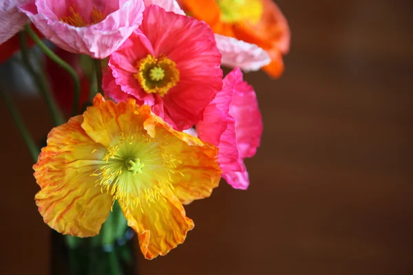 Closeup of poppies — Stock Photo, Image