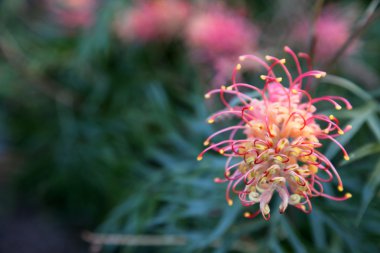 Grevillea closeup