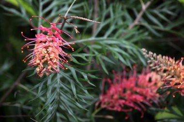 Grevillea closeup
