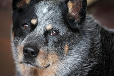 Avustralya sığır köpek