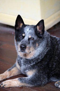 Avustralya sığır köpek