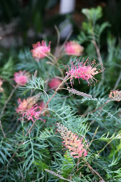 Primo piano di Grevillea — Foto Stock