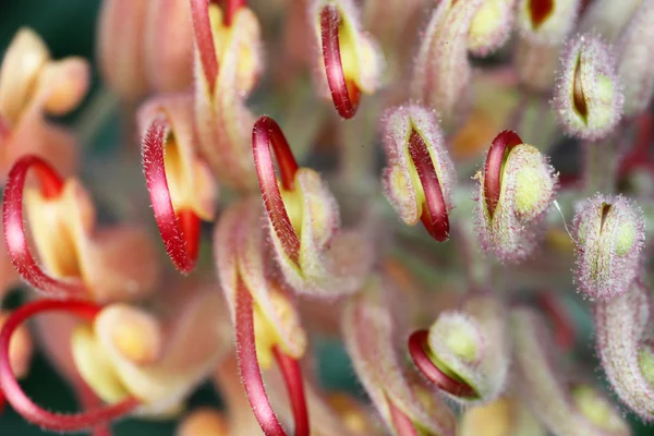 Nahaufnahme von Grevillea — Stockfoto