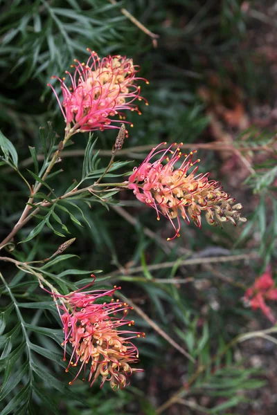 Closeup Grevillea — Stock fotografie