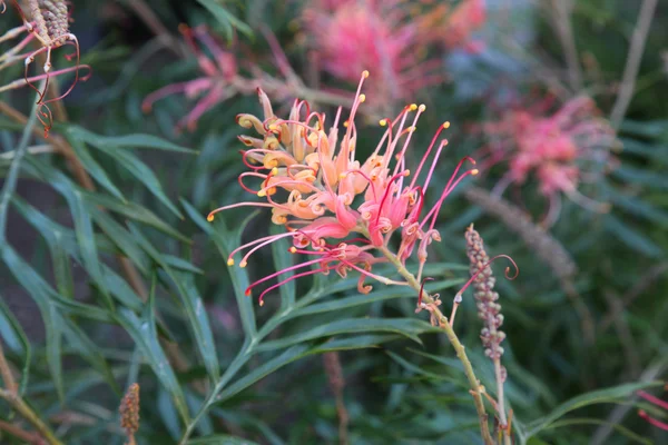 Closeup Grevillea — Stock fotografie