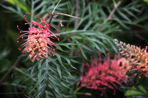 Grevillea closeup — Stok fotoğraf