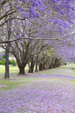 Mor jakaranda ağaçlar
