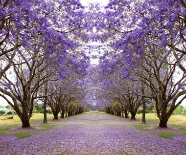 Purple Jacaranda trees clipart
