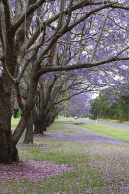 Mor jakaranda ağaçlar