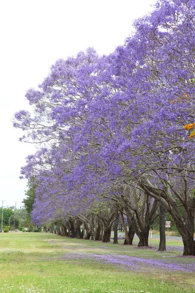 Paarse Jacaranda-bomen — Stockfoto