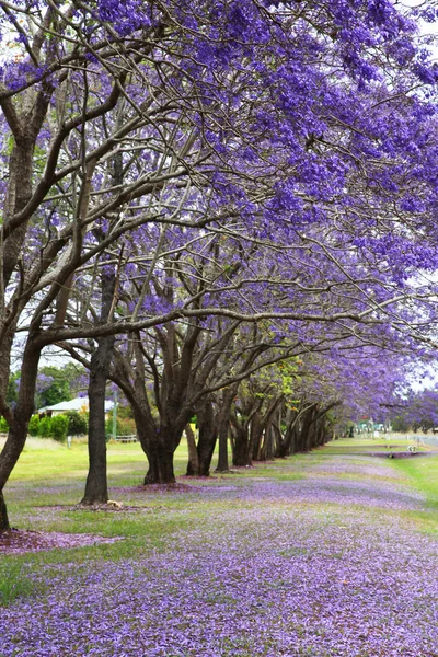 Jacaranda púrpura — Foto de Stock