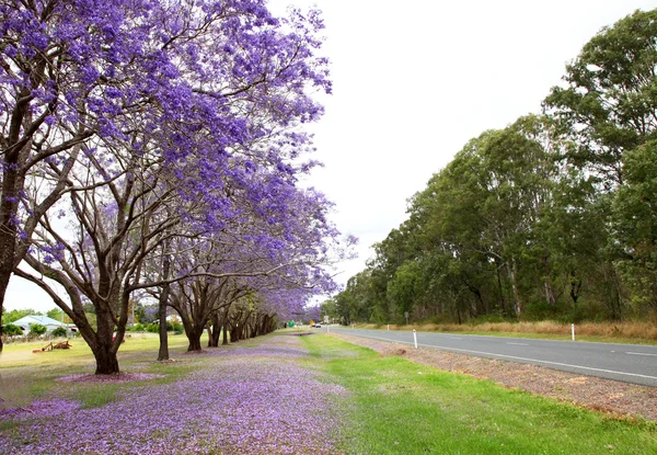 Fioletowy Jacaranda drzewa — Zdjęcie stockowe