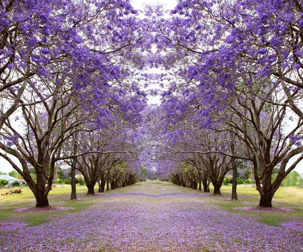 Jacarandá roxo árvores — Fotografia de Stock