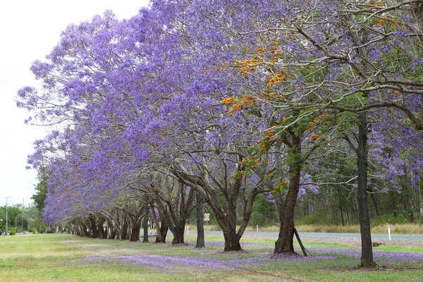 Jacaranda púrpura — Foto de Stock