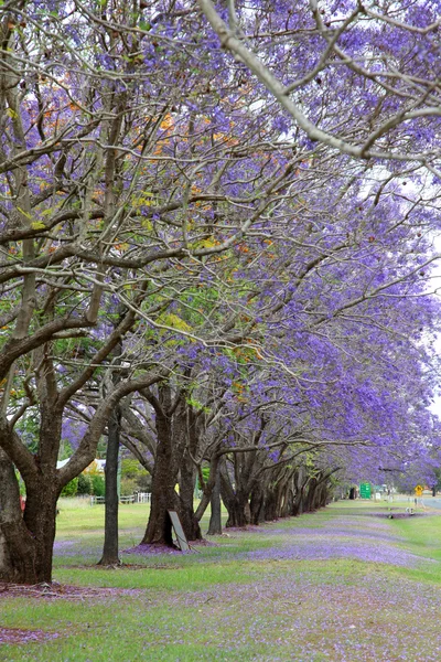 Jacaranda púrpura — Foto de Stock