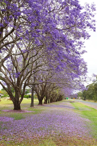 Paarse Jacaranda-bomen — Stockfoto