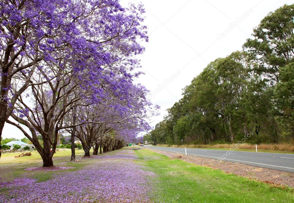 Purple Jacaranda trees