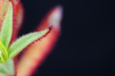 Kanguru pençe çiçekler