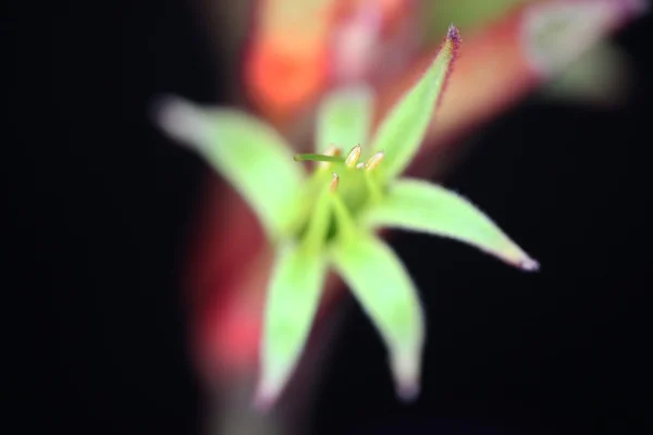 Kangaroo Paw bloemen — Stockfoto