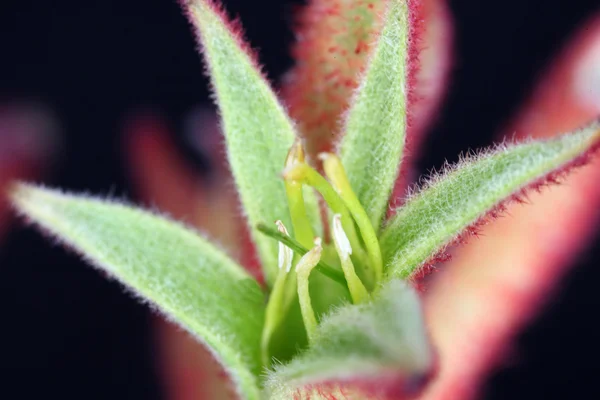 カンガルーの前足の花 — ストック写真