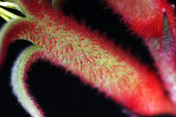 Kangaroo Paw flowers