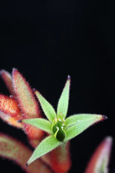 Kangaroo Paw bloemen — Stockfoto