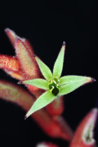 Kangaroo Paw bloemen — Stockfoto