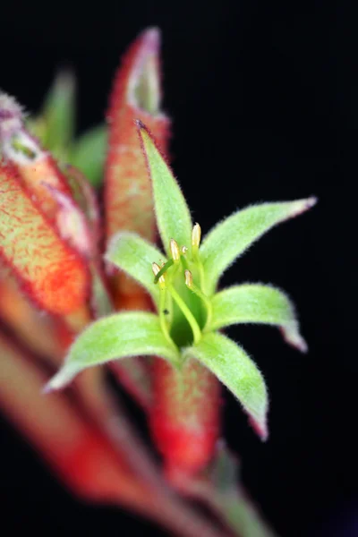 Fleurs de patte de kangourou — Photo