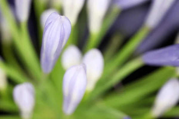 Lila Agapanthus blomma — Stockfoto