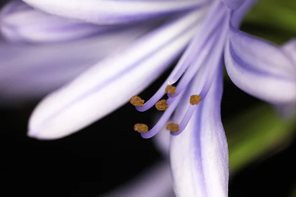 Purple Agapanthus flower — Stock Photo, Image