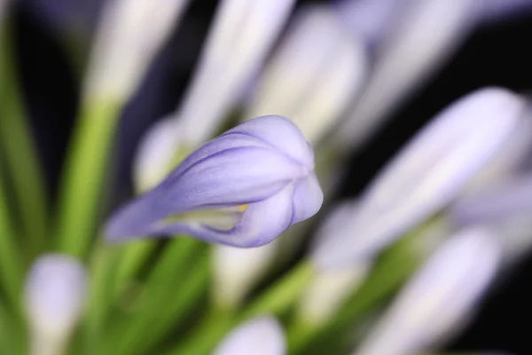 Fialový květ Agapanthus — Stock fotografie