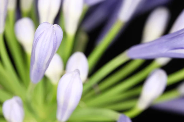 Fialový květ Agapanthus — Stock fotografie