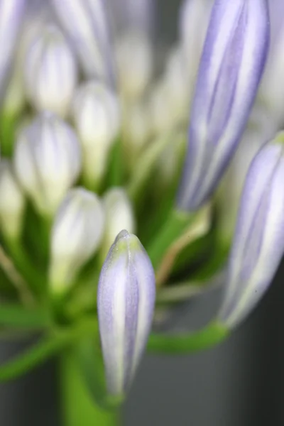 Fialový květ Agapanthus — Stock fotografie