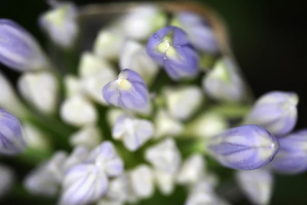 Фиолетовый цветок Агапанта — стоковое фото