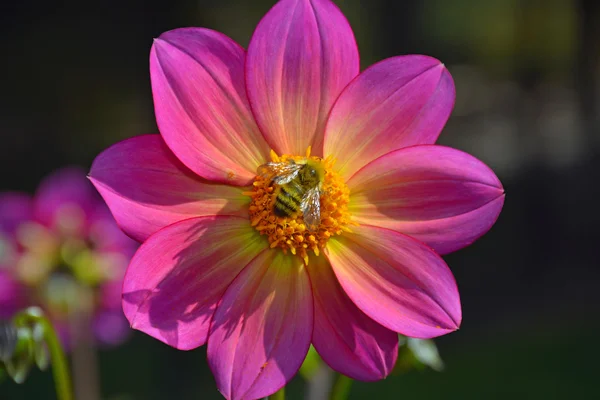 Abelha de mel em flor rosa — Fotografia de Stock