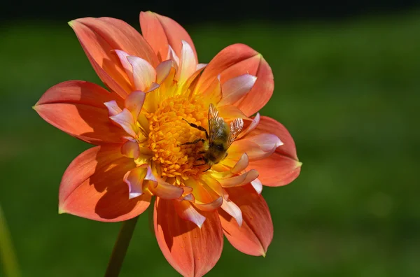 Honingbij op oranje dahlia — Stockfoto