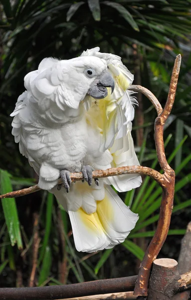 Jolie cacatoès blanc — Photo