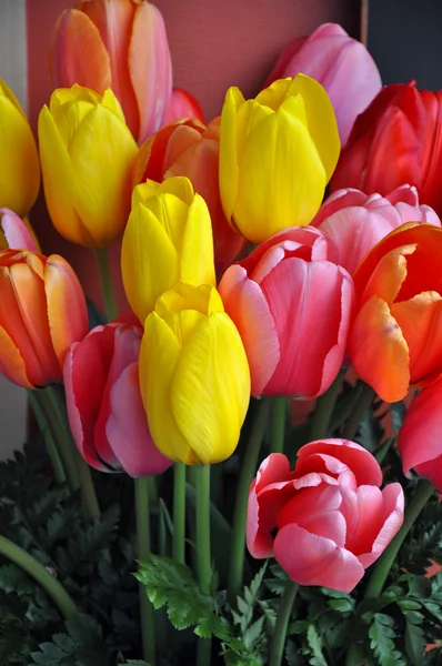 Tulipani primaverili rosa e gialli — Foto Stock