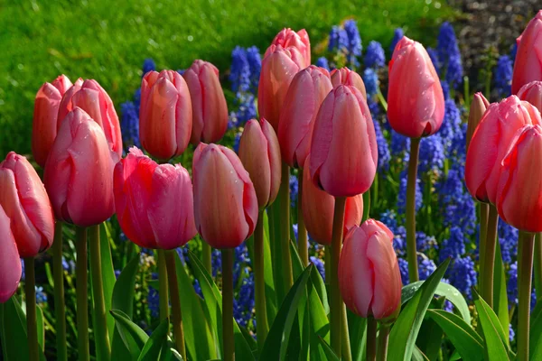 Napos rózsaszín tulipánok — Stock Fotó