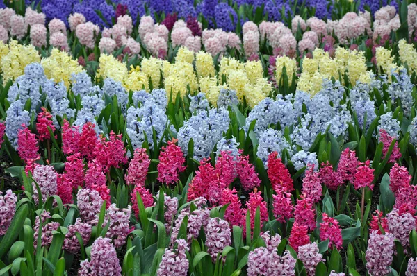 Colorful rows of spring hyacinth — Stock Photo, Image